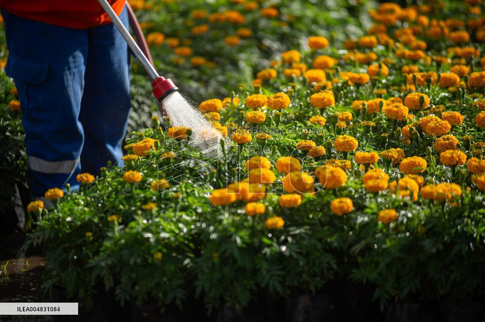 Cempasuchil Flower Nurseries Prepare For Dia De Muertos - Mexico