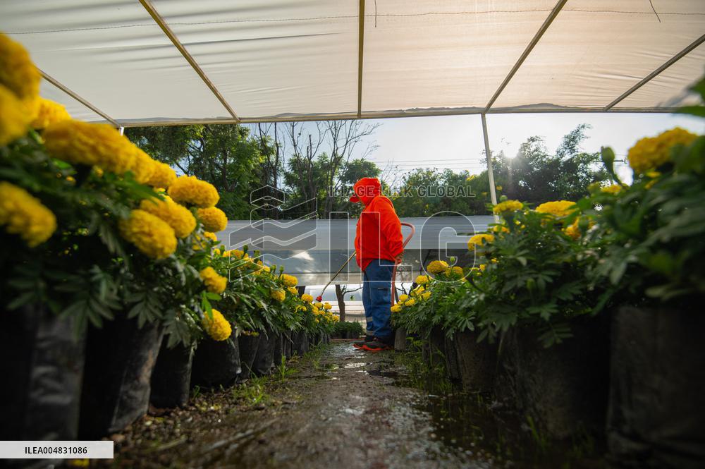 Cempasuchil Flower Nurseries Prepare For Dia De Muertos - Mexico