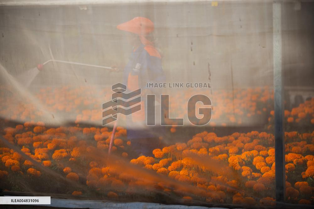 Cempasuchil Flower Nurseries Prepare For Dia De Muertos - Mexico