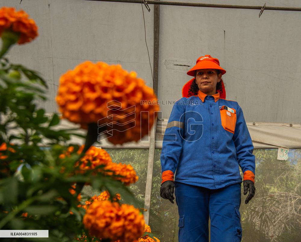 Cempasuchil Flower Nurseries Prepare For Dia De Muertos - Mexico