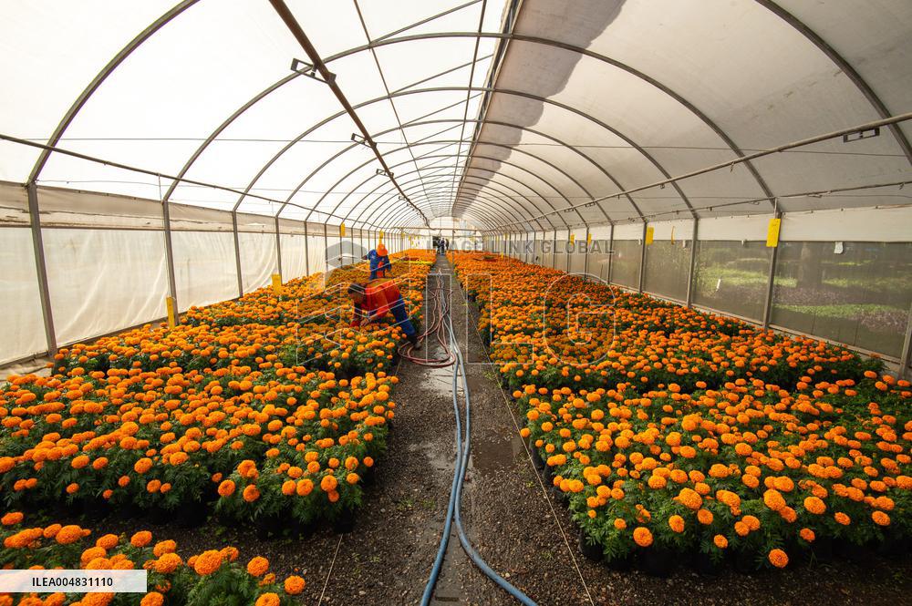 Cempasuchil Flower Nurseries Prepare For Dia De Muertos - Mexico