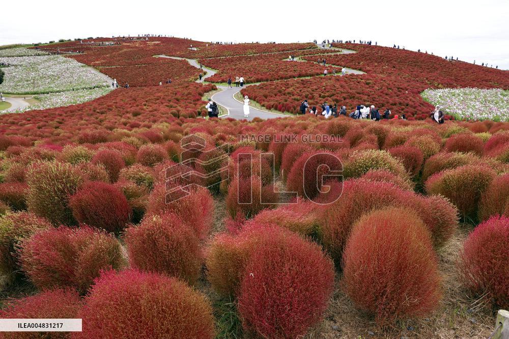 40,000 kochia carpet eastern Japan park