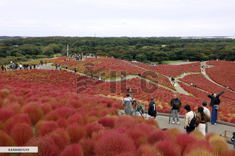 40,000 kochia carpet eastern Japan park