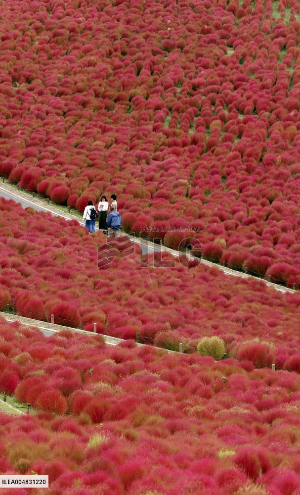40,000 kochia carpet eastern Japan park