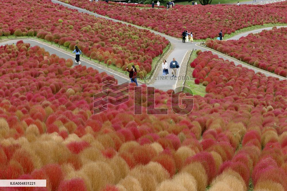 40,000 kochia carpet eastern Japan park