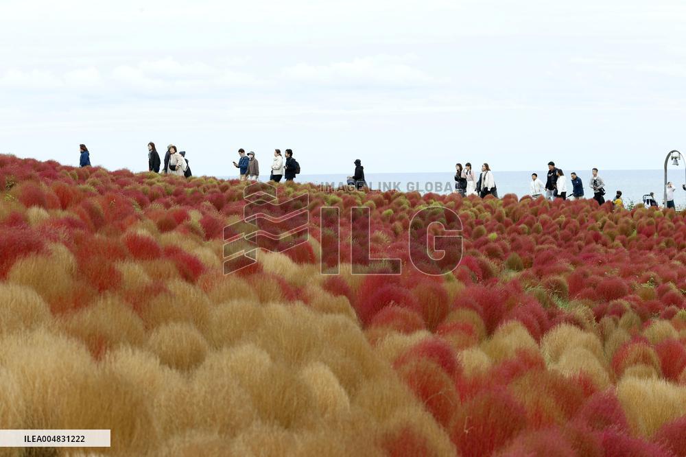 40,000 kochia carpet eastern Japan park