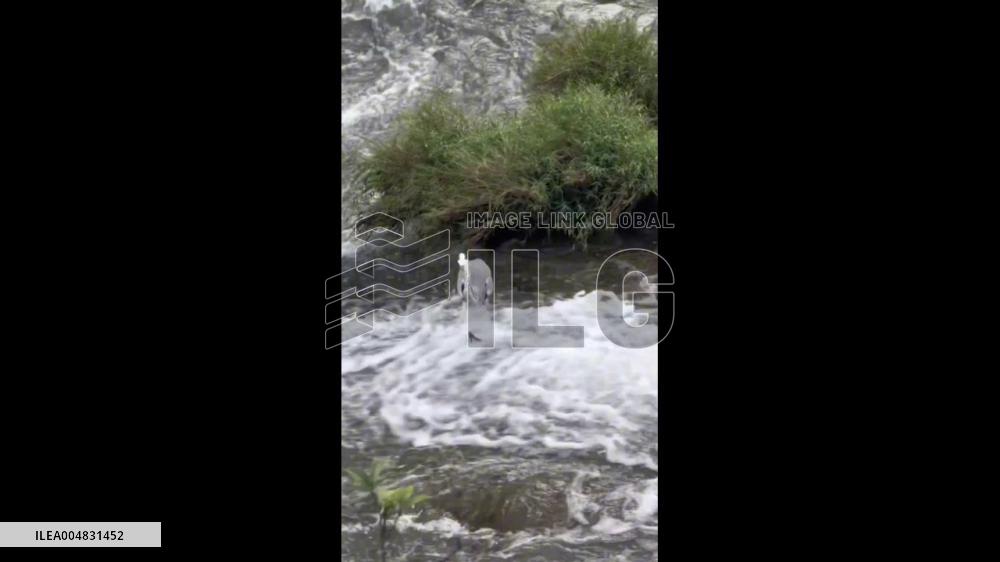 China: Bird Balances on Slippery Rock Amid Rushing Water at Duopotang Waterfall