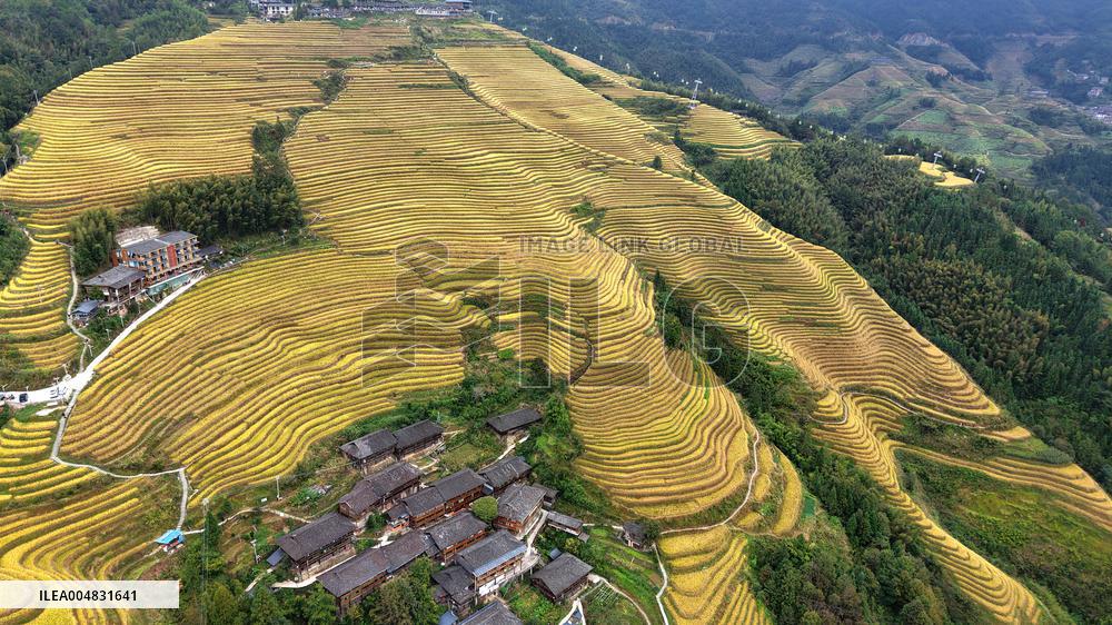 Longji Rice Terraces - China