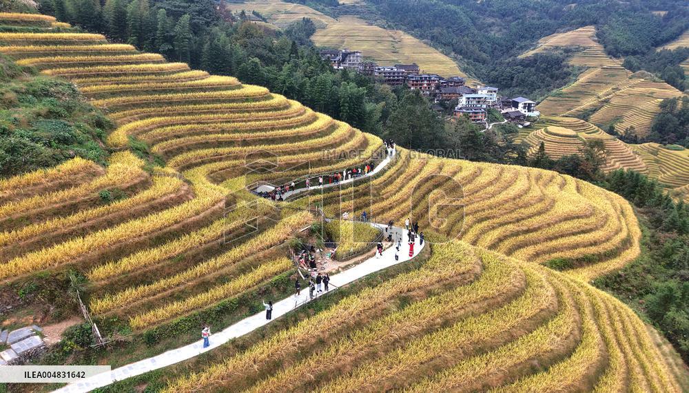 Longji Rice Terraces - China