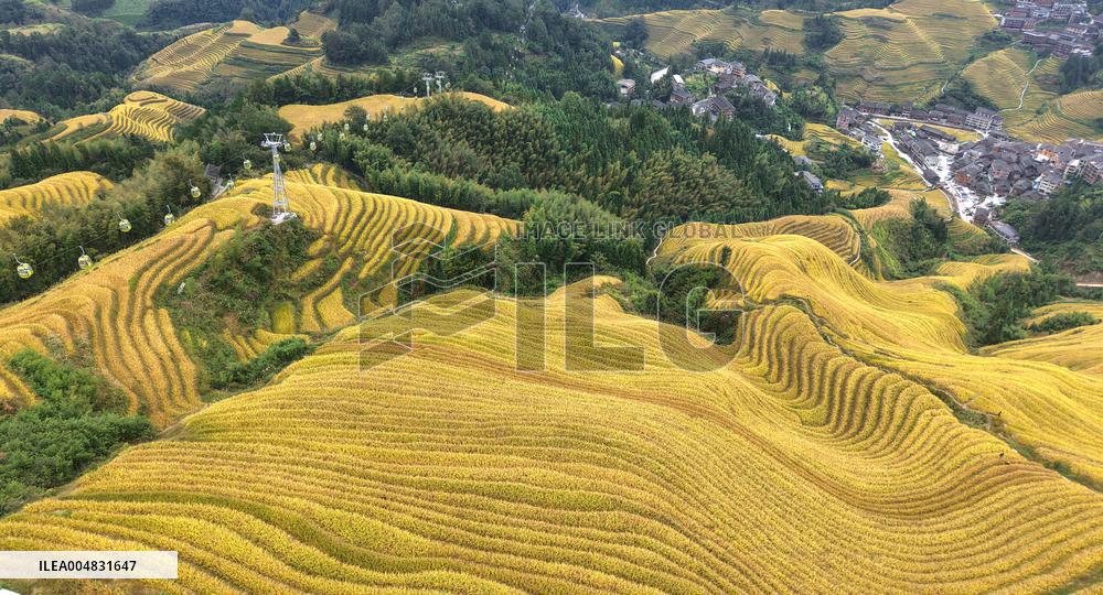 Longji Rice Terraces - China