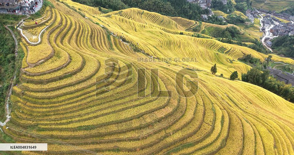 Longji Rice Terraces - China
