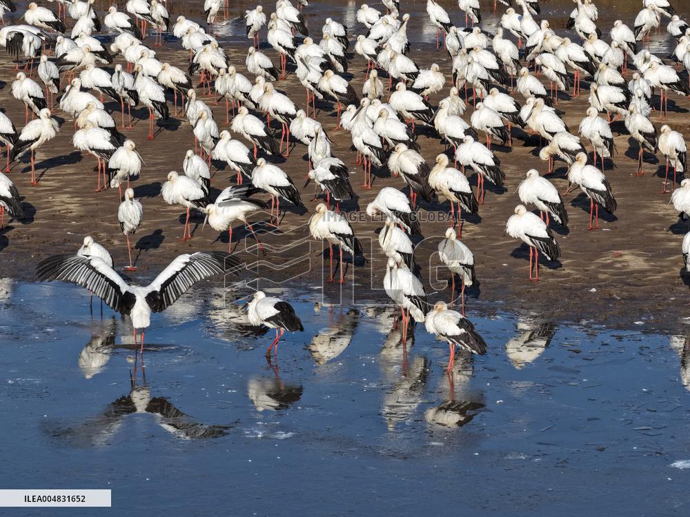 Oriental White Storks Migration - China