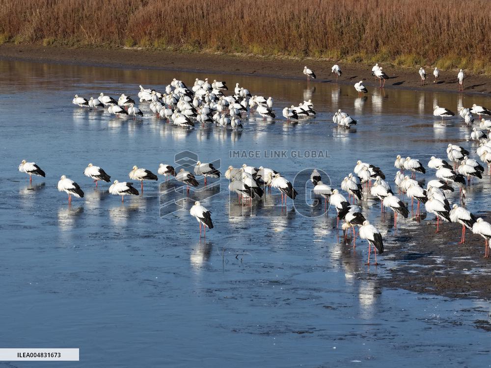 Oriental White Storks Migration - China