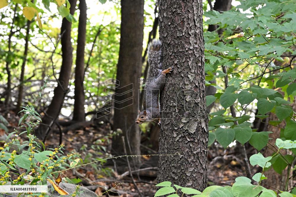 Illustration - New York City