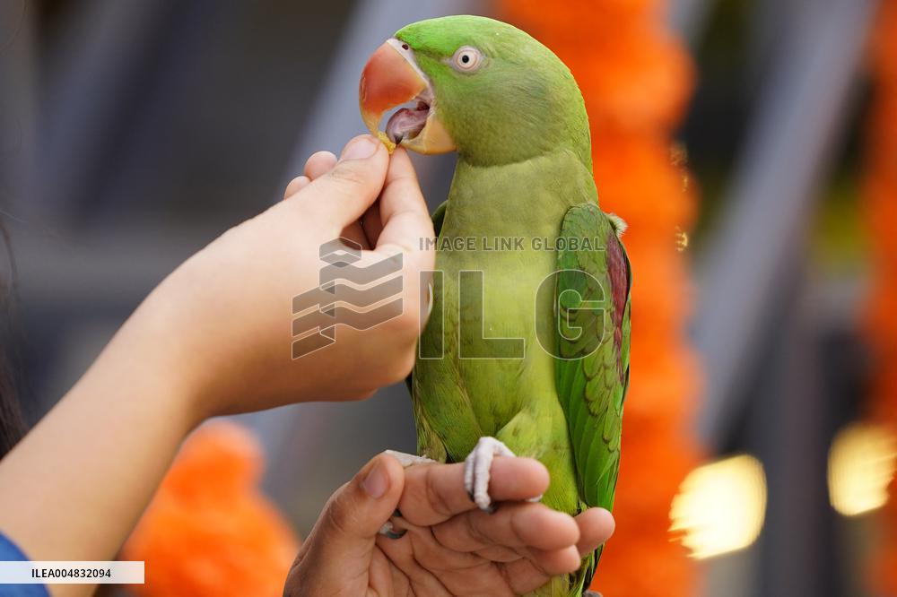 Alexandrian Parakeet - India