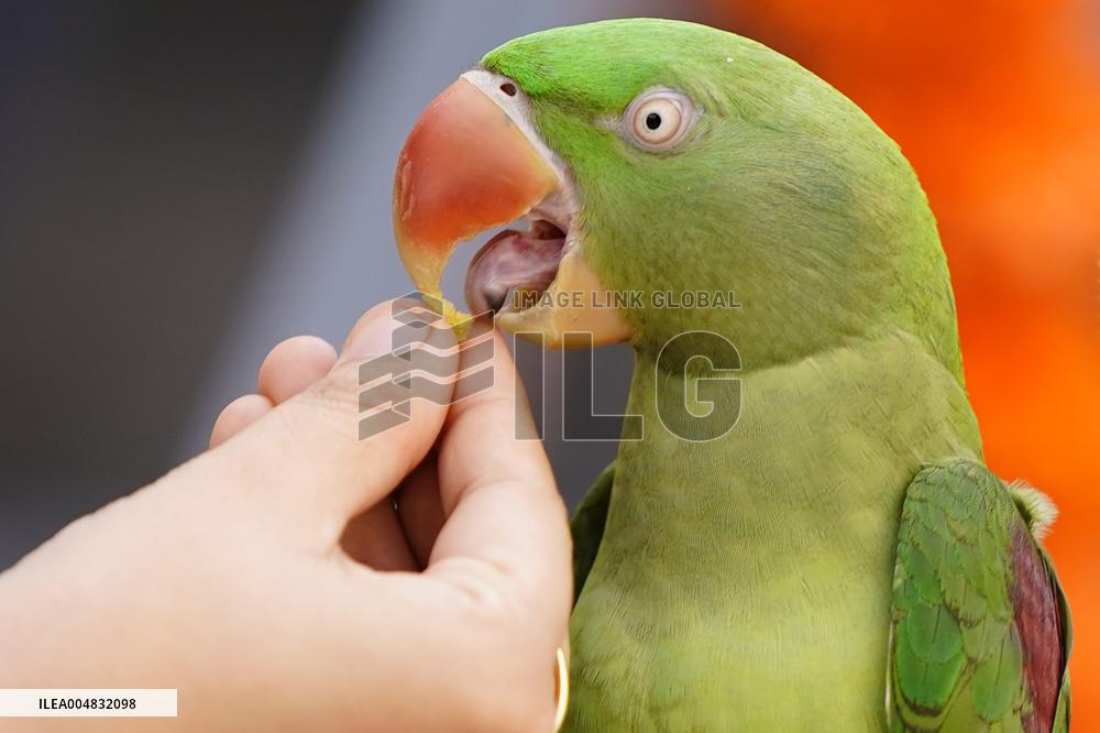 Alexandrian Parakeet - India