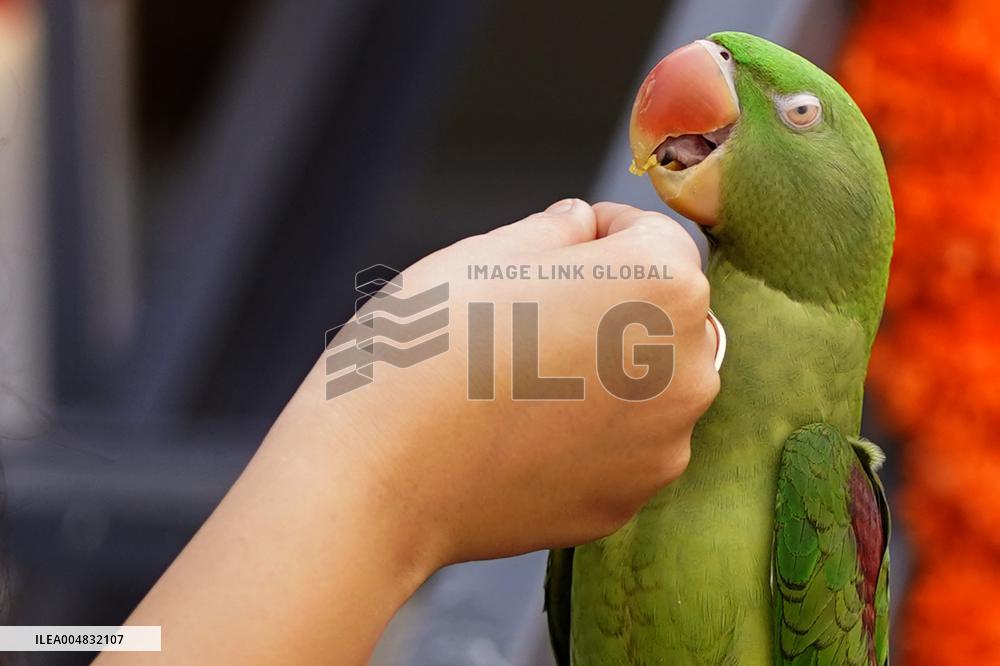 Alexandrian Parakeet - India