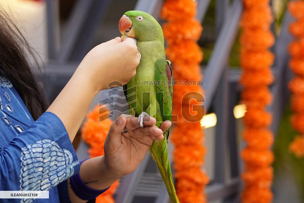 Alexandrian Parakeet - India