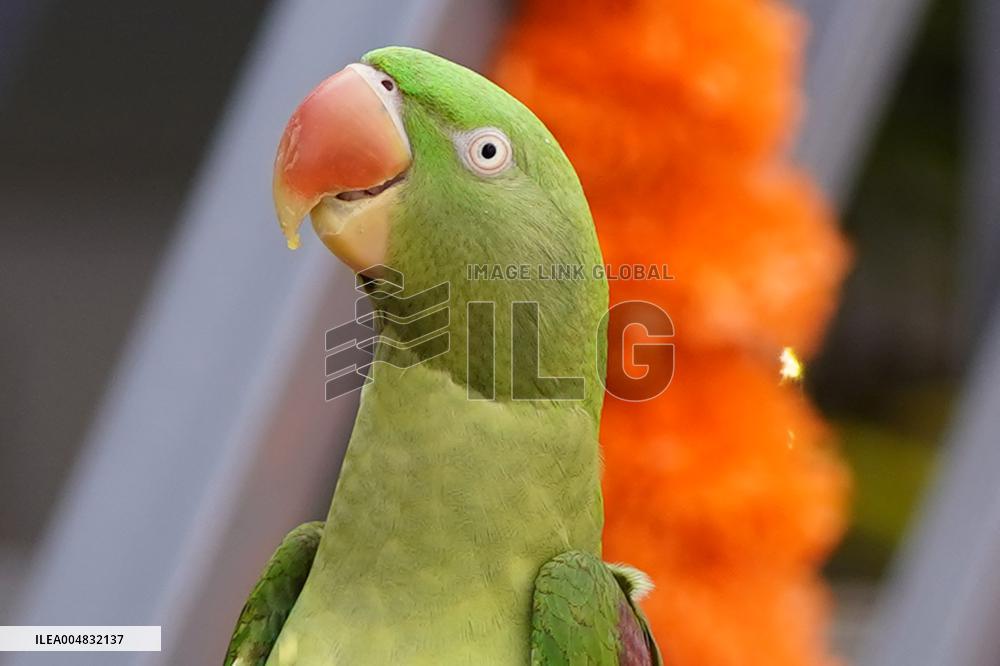 Alexandrian Parakeet - India