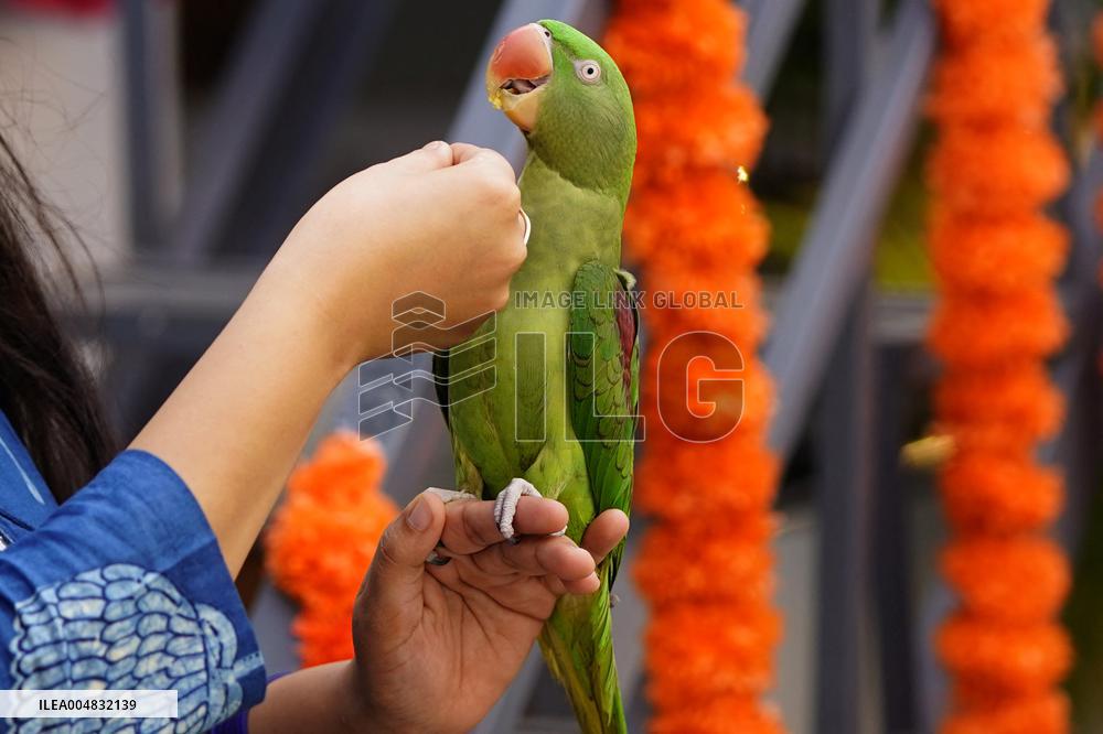 Alexandrian Parakeet - India