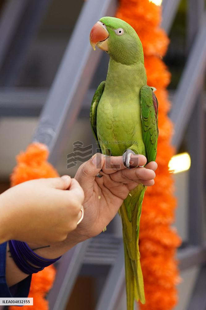 Alexandrian Parakeet - India