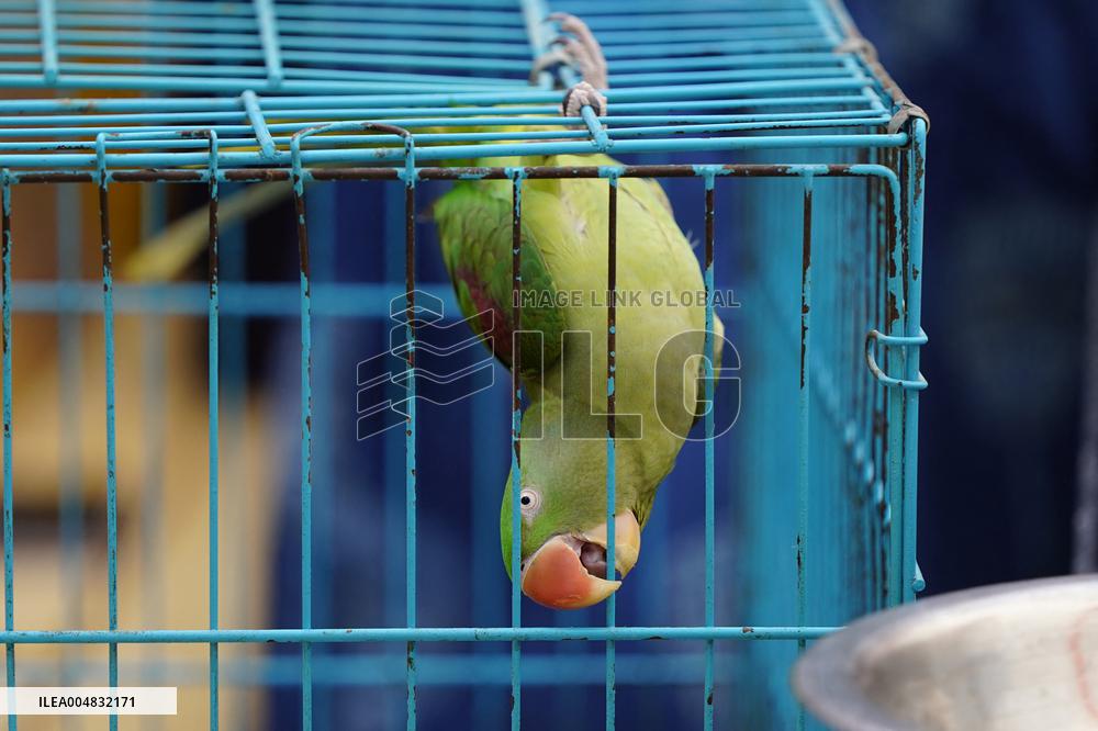 Alexandrian Parakeet - India