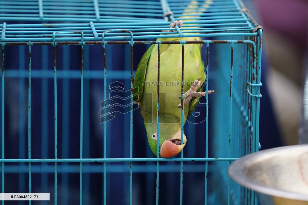 Alexandrian Parakeet - India