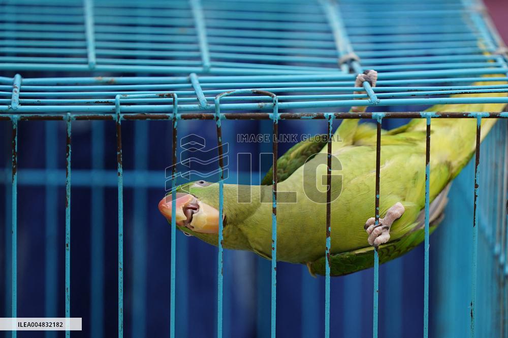 Alexandrian Parakeet - India