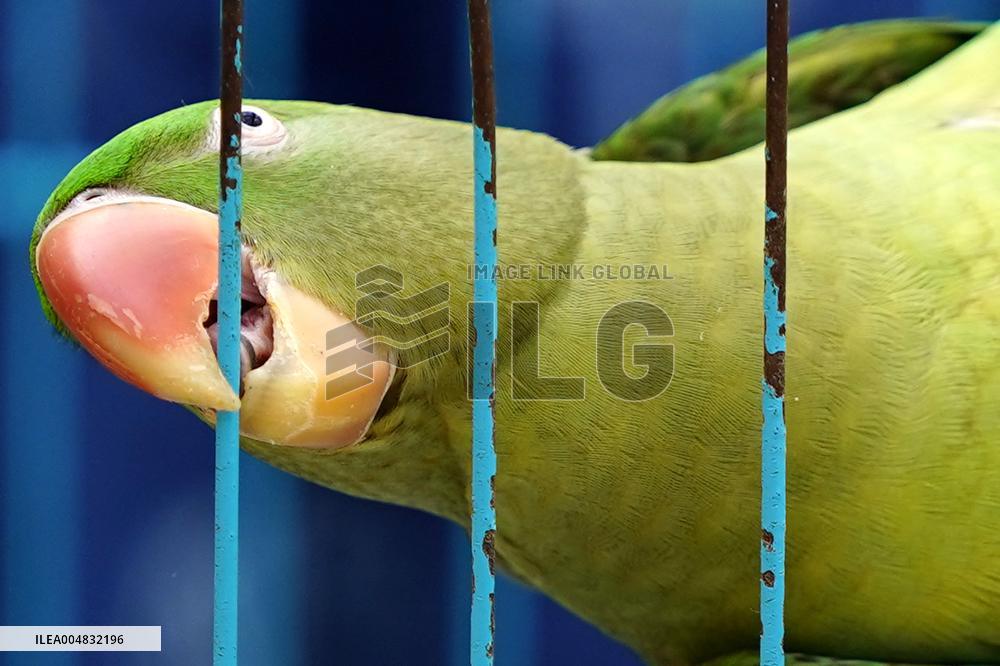 Alexandrian Parakeet - India