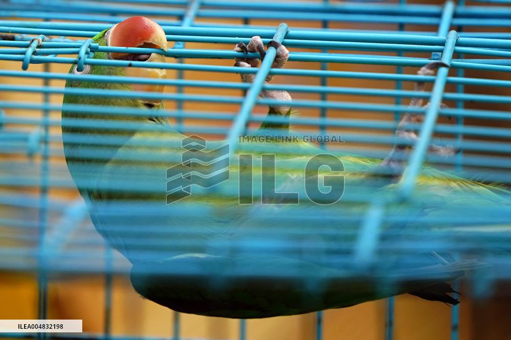 Alexandrian Parakeet - India