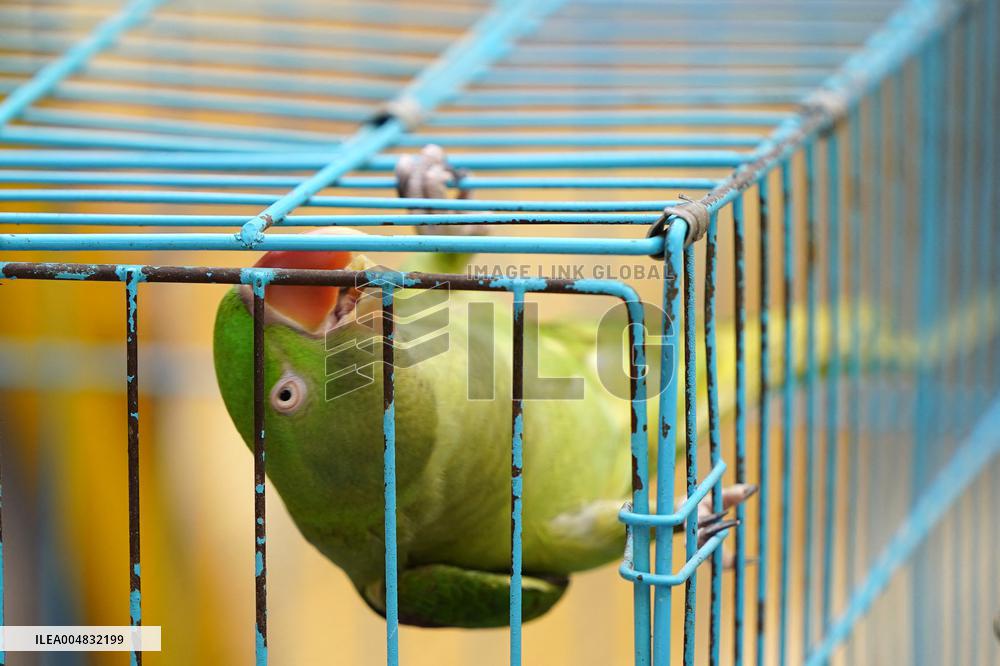 Alexandrian Parakeet - India