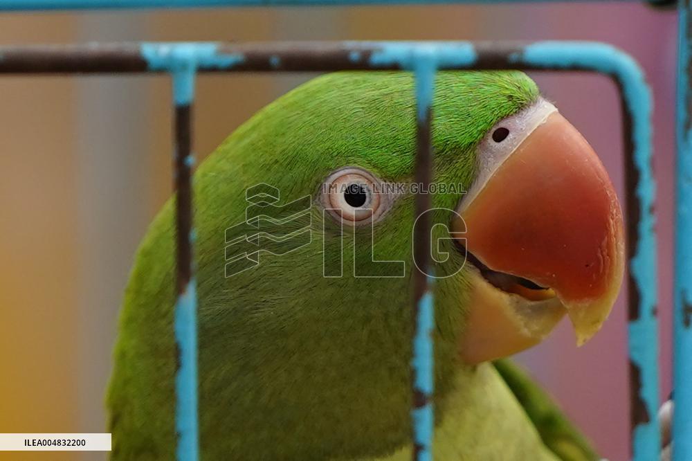 Alexandrian Parakeet - India