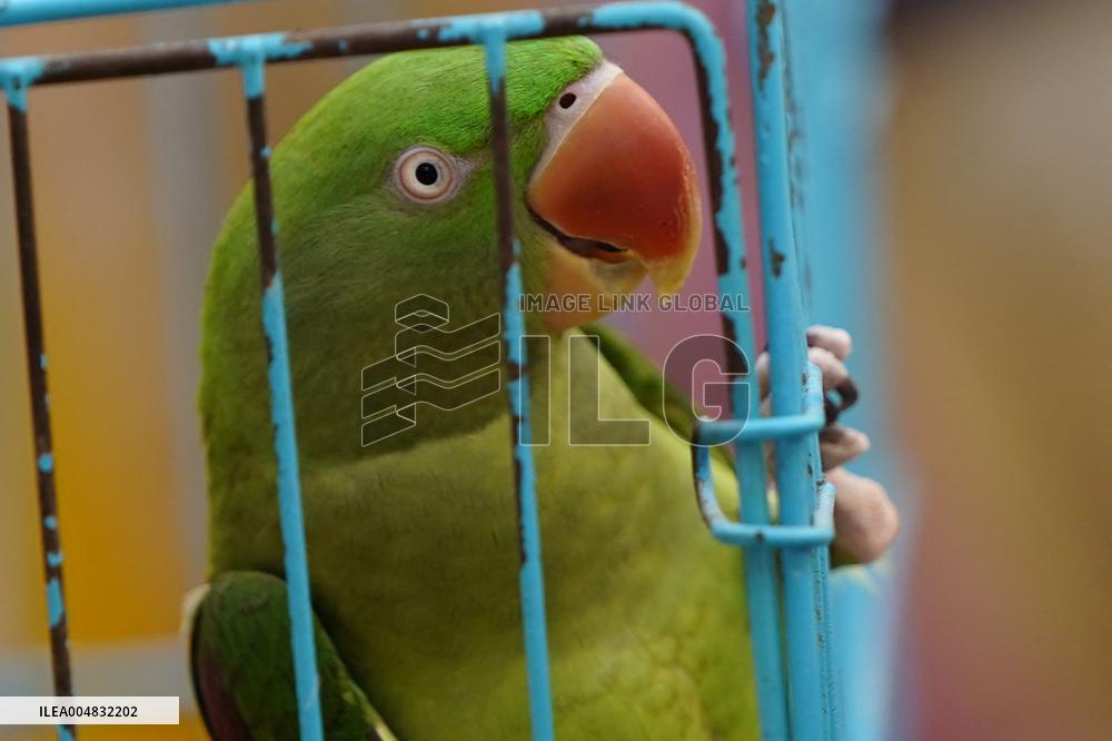 Alexandrian Parakeet - India
