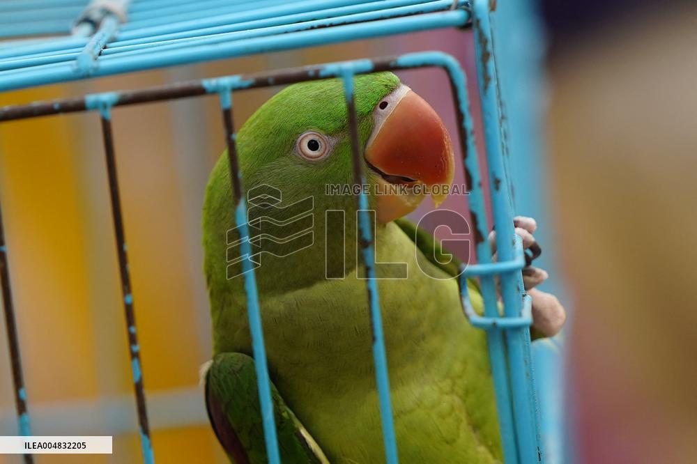 Alexandrian Parakeet - India