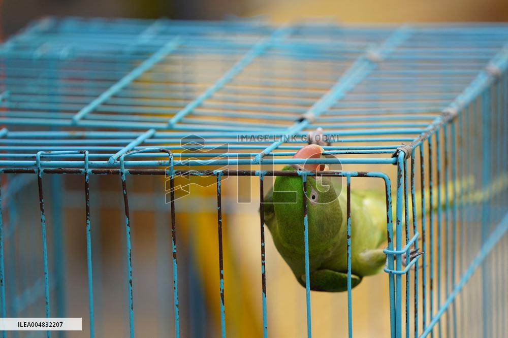 Alexandrian Parakeet - India