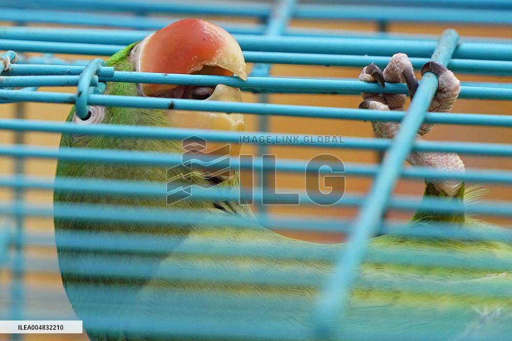 Alexandrian Parakeet - India