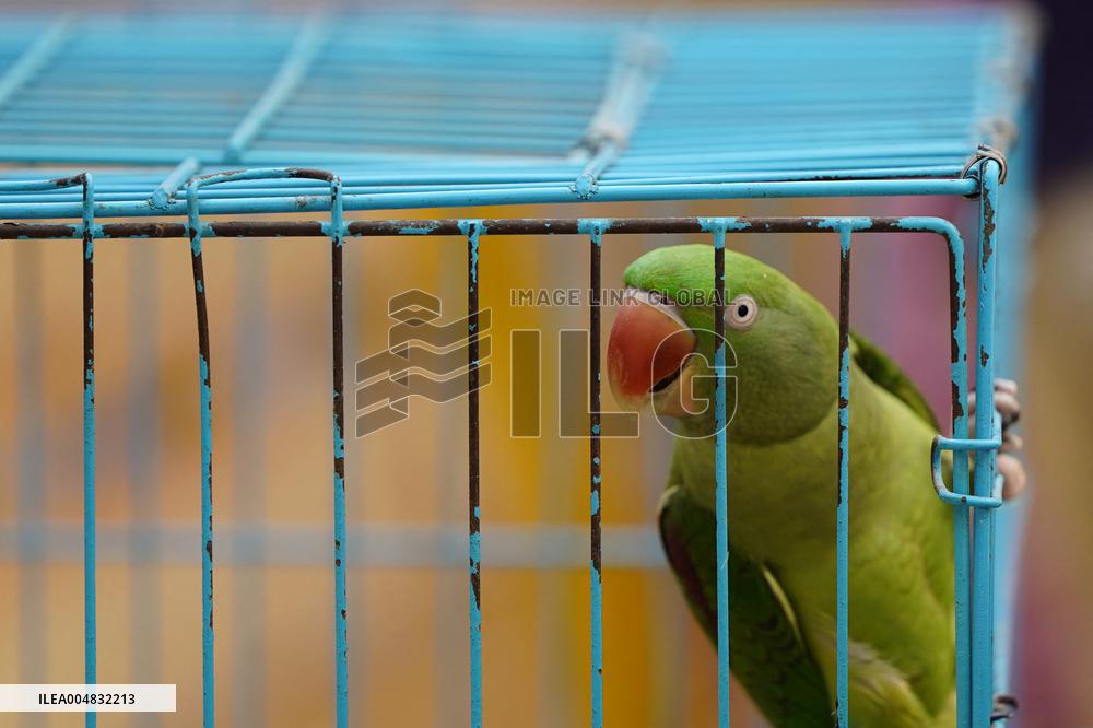 Alexandrian Parakeet - India