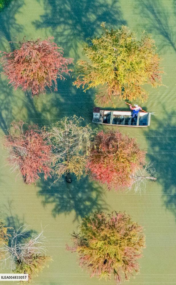 Water Fir Forest Crab Breeding Base in Suqian
