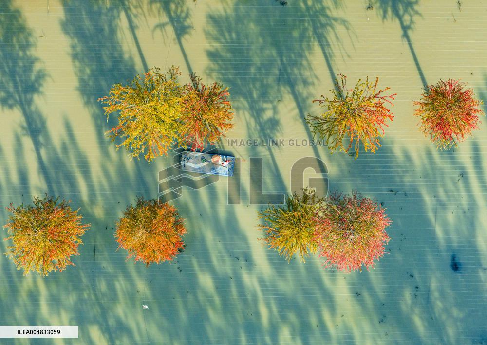 Water Fir Forest Crab Breeding Base in Suqian