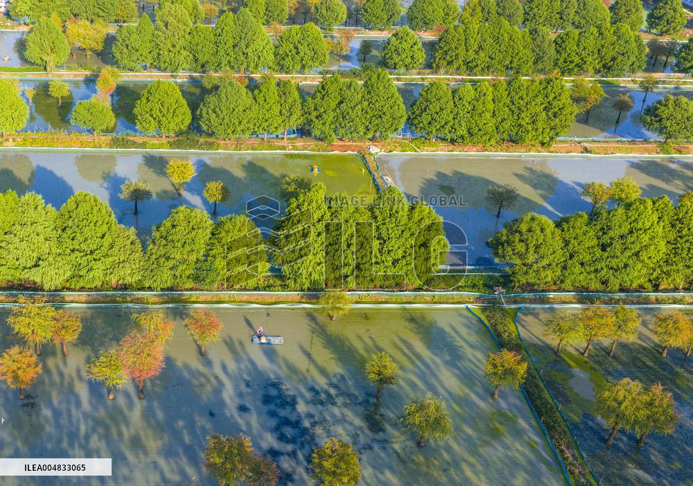 Water Fir Forest Crab Breeding Base in Suqian