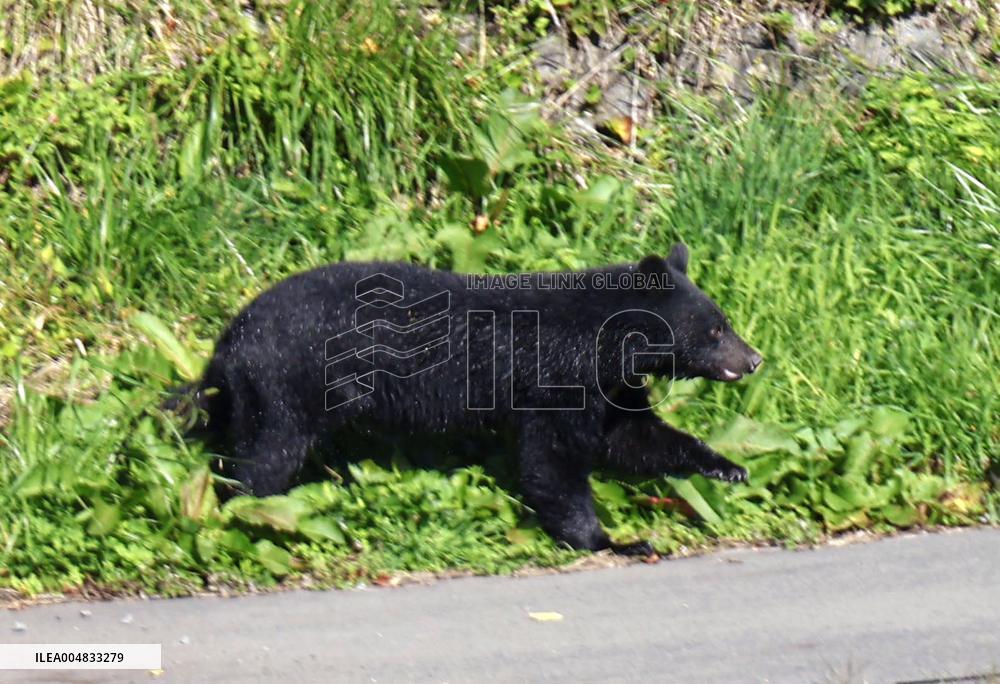 Bear shows up in urban area