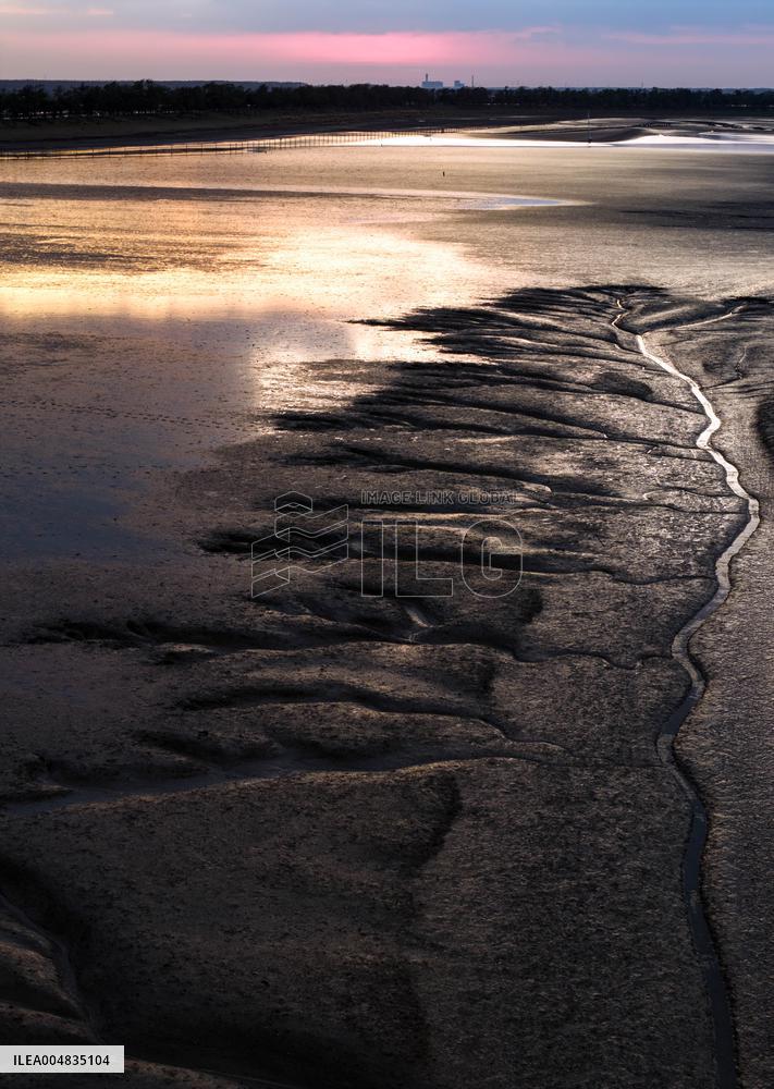 Tidal Tree Landscape
