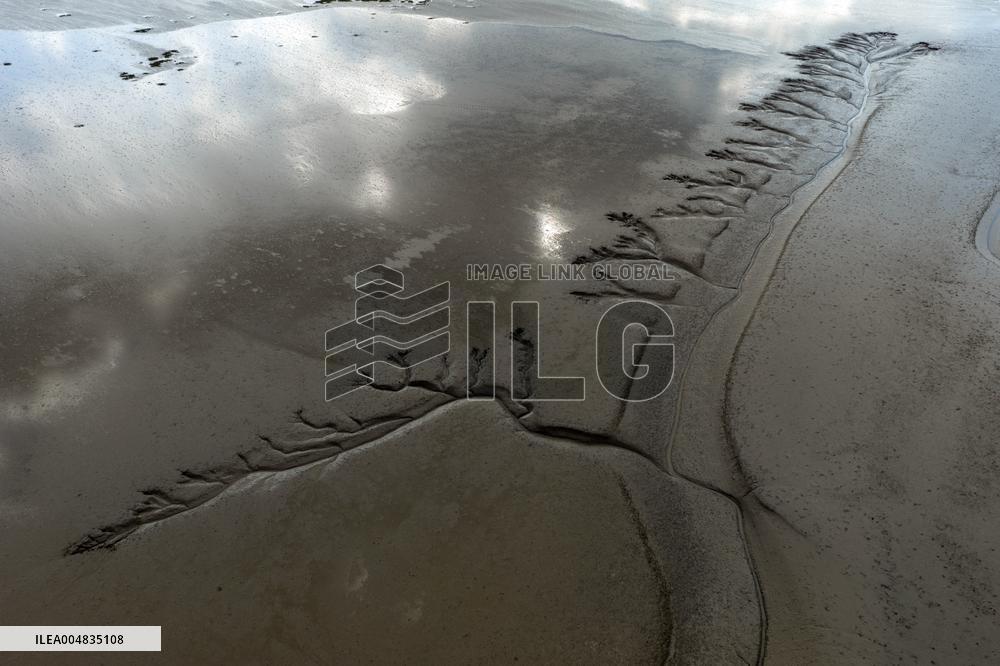 Tidal Tree Landscape