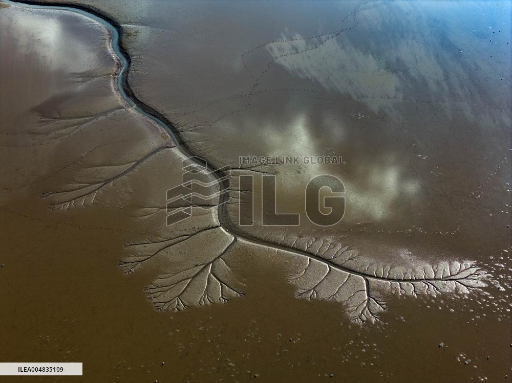 Tidal Tree Landscape