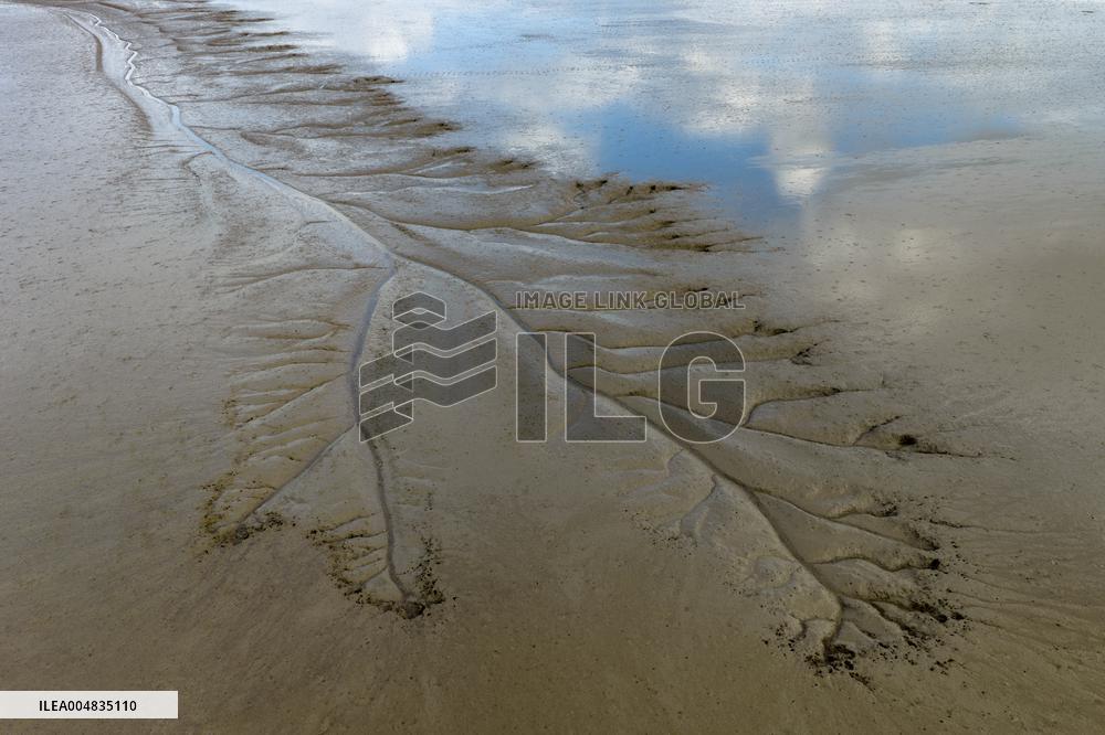 Tidal Tree Landscape