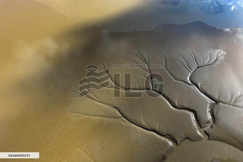 Tidal Tree Landscape