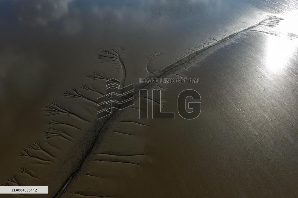 Tidal Tree Landscape