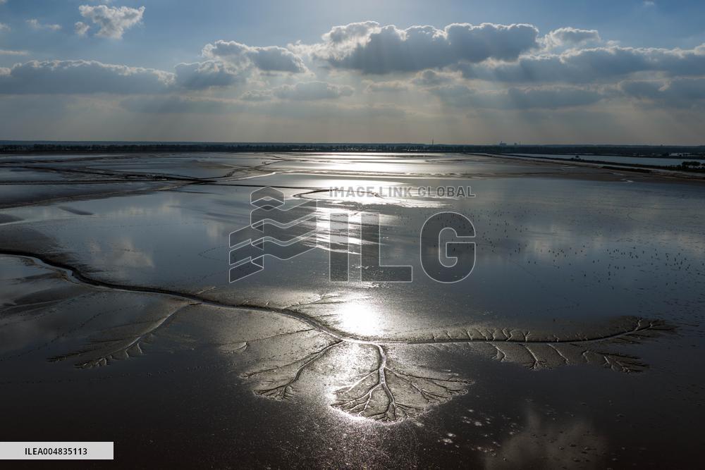 Tidal Tree Landscape