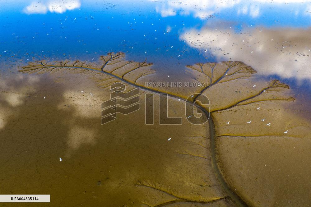 Tidal Tree Landscape