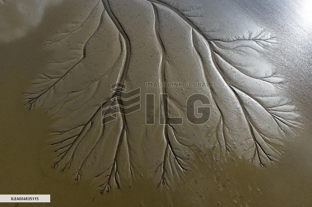 Tidal Tree Landscape